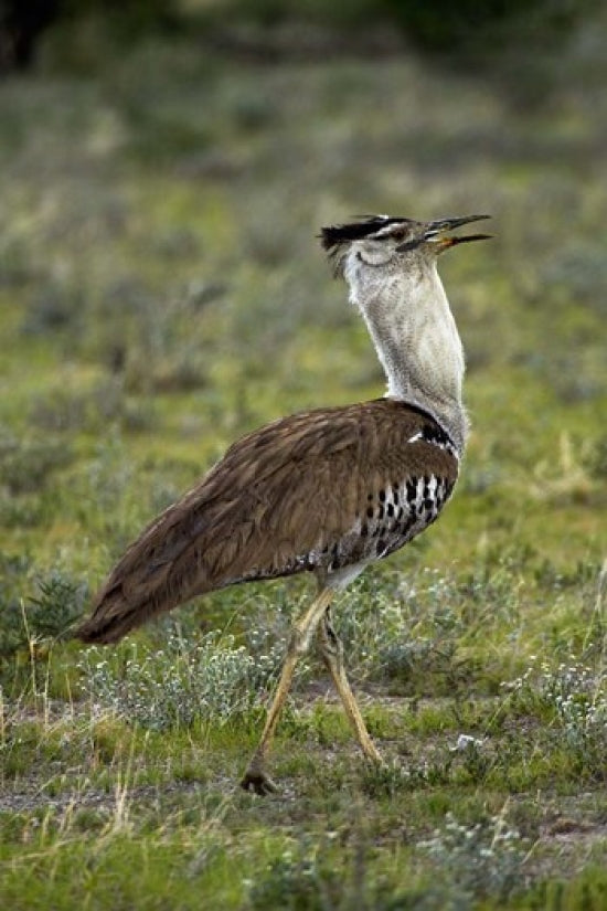 Kori Bustard poster print by David Wall, showcasing the bird in Etosha National Park, Namibia.