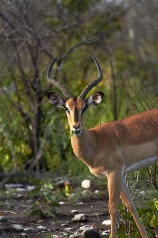 Male Black-faced Impala Poster Print by David Wall, featuring wildlife in Etosha National Park, Namibia.