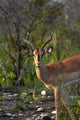Male Black-faced Impala Poster Print by David Wall, featuring wildlife in Etosha National Park, Namibia.