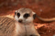 Meerkat in the Tiras Mountains, Southern Namibia Poster Print by David Wall