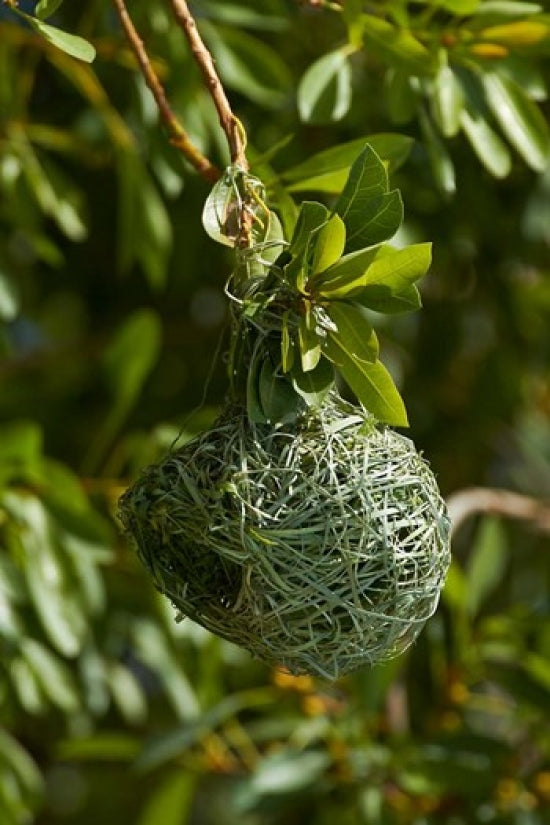 Nest of Southern Masked Weaver poster print by David Wall showcasing vibrant bird photography in Namibia.