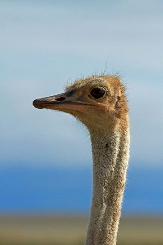 Ostrich Struthio Camelus in Etosha National Park, Namibia Poster Print