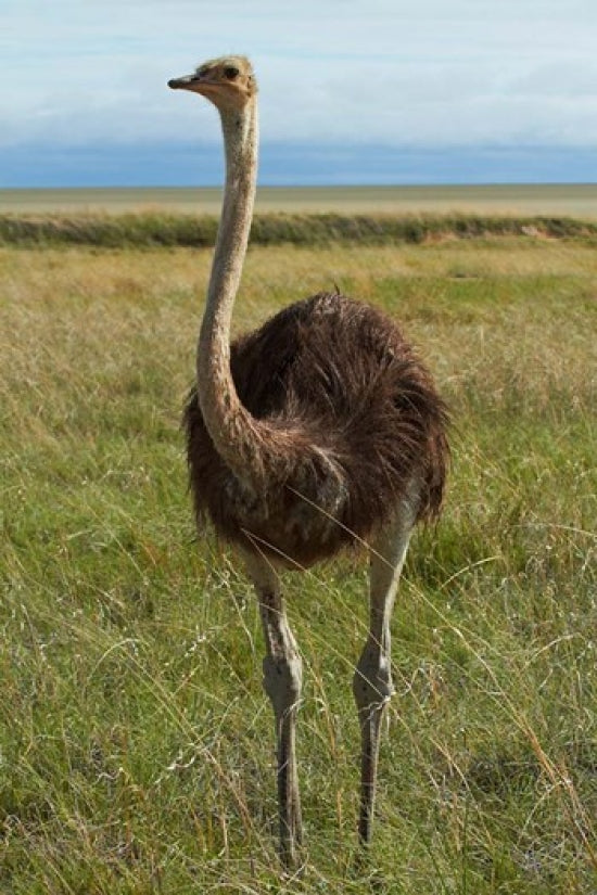 Ostrich in Etosha National Park, Namibia Poster Print by David Wall