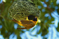 Southern Masked Weaver at nest poster print by David Wall.