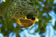 Southern Masked Weaver at nest poster print by David Wall.