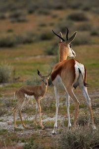 Springbok fawn and mother art print by David Wall, showcasing wildlife in Etosha National Park, Namibia.
