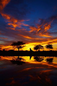 Sunrise at Okaukuejo Rest Camp poster print by David Wall, capturing the beauty of Etosha National Park in Namibia.