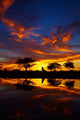 Sunrise at Okaukuejo Rest Camp poster print by David Wall, capturing the beauty of Etosha National Park in Namibia.