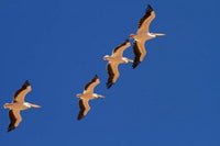 White Pelicans in the Sky poster print featuring Sandwich Harbor, Namibia.