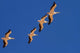 White Pelicans in the Sky poster print featuring Sandwich Harbor, Namibia.