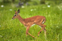 Young Black-faced Impala in Etosha National Park poster print