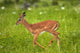 Young Black-faced Impala in Etosha National Park poster print