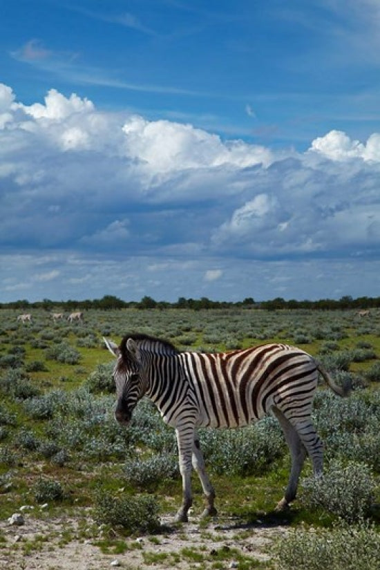 Young Burchell's zebra poster print by David Wall, showcasing wildlife in Etosha National Park, Namibia.