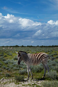 Young Burchell's zebra poster print by David Wall, showcasing wildlife in Etosha National Park, Namibia.