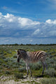 Young Burchell's zebra poster print by David Wall, showcasing wildlife in Etosha National Park, Namibia.