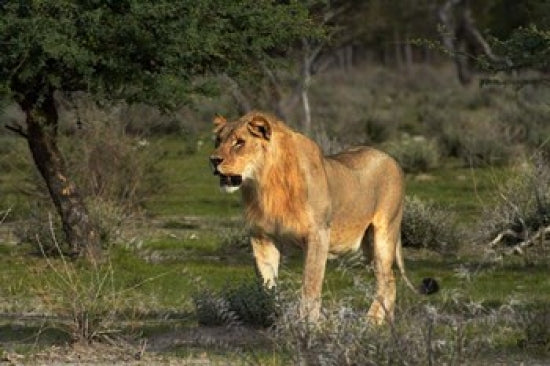 Young male lion in Etosha National Park, Namibia - Fine Art Print