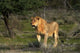 Young male lion in Etosha National Park, Namibia - Fine Art Print