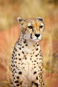 Sitting Cheetah at Africa Project, Namibia Poster Print by Joe Restuccia III
