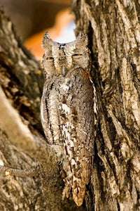 African Scops Owl in Tree Poster Print by Joe Restuccia III