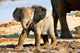 Baby African Elephant in Mud Poster Print by Joe Restuccia III