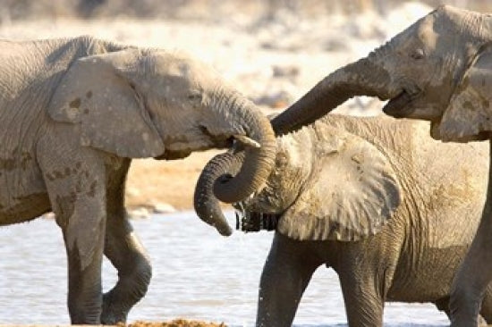 African Elephants at Halali Resort Namibia Poster Print by Joe Restuccia III
