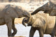 African Elephants at Halali Resort Namibia Poster Print by Joe Restuccia III