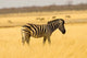 Zebra in Golden Grass at Namutoni Resort, Namibia Art Print by Joe Restuccia III