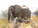 African Elephant and Zebra at Namutoni Resort Poster Print by Joe Restuccia III