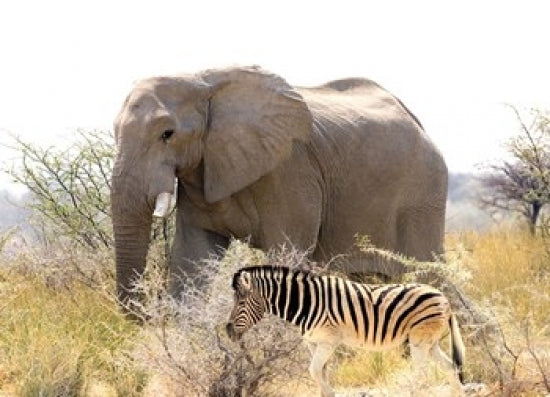 African Elephant and Zebra at Namutoni Resort Art Print by Joe Restuccia III