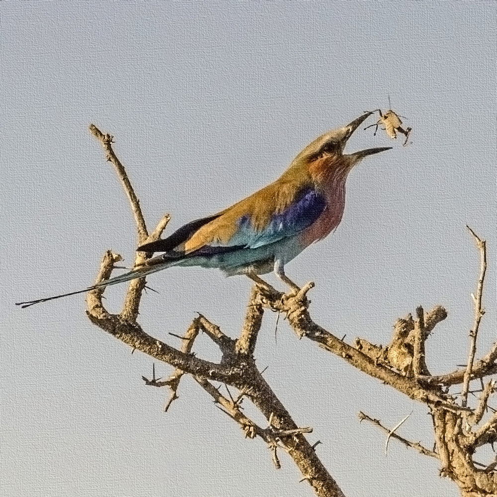Lilac-breasted Roller feeding on a grasshopper in Namibia