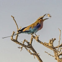 Lilac-breasted Roller feeding on a grasshopper in Namibia
