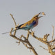 Lilac-breasted Roller feeding on a grasshopper in Namibia