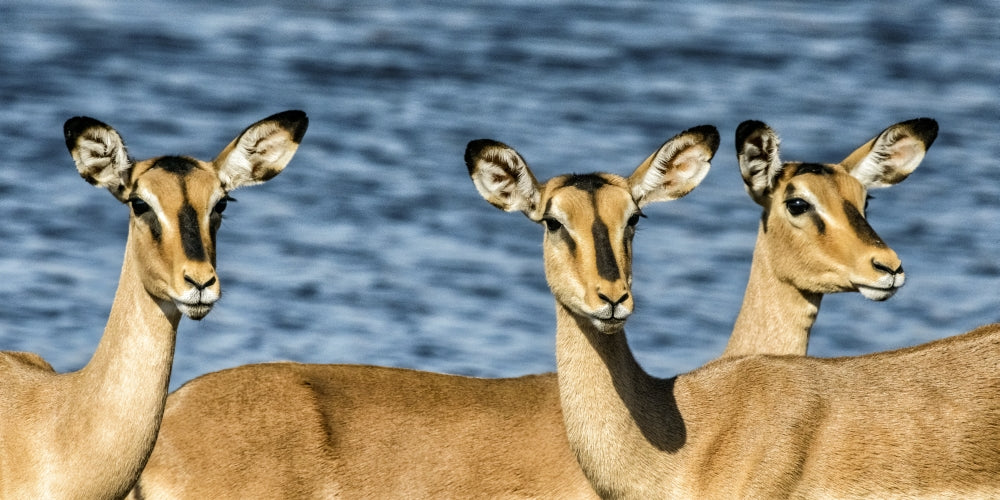 Black-faced impala near a waterhole in Etosha National Park, Namibia