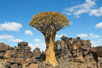 Quiver Trees and Rock Piles in Kalahari Desert Poster Print by Keren Su
