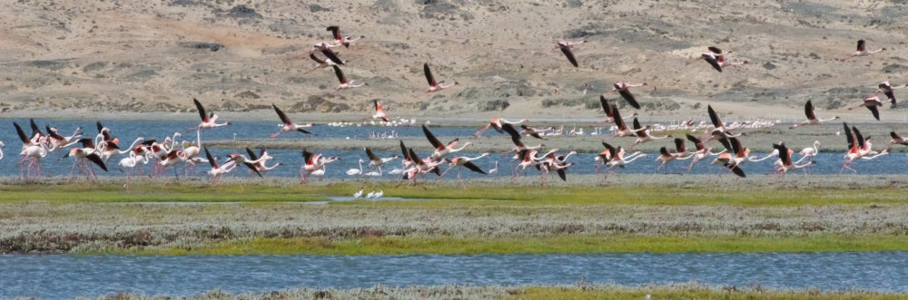 Flamingos at Luderitz Bay Art Print by Keren Su showcasing vibrant pink flamingos in Namibia.