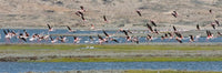 Flamingos at Luderitz Bay Art Print by Keren Su showcasing vibrant pink flamingos in Namibia.