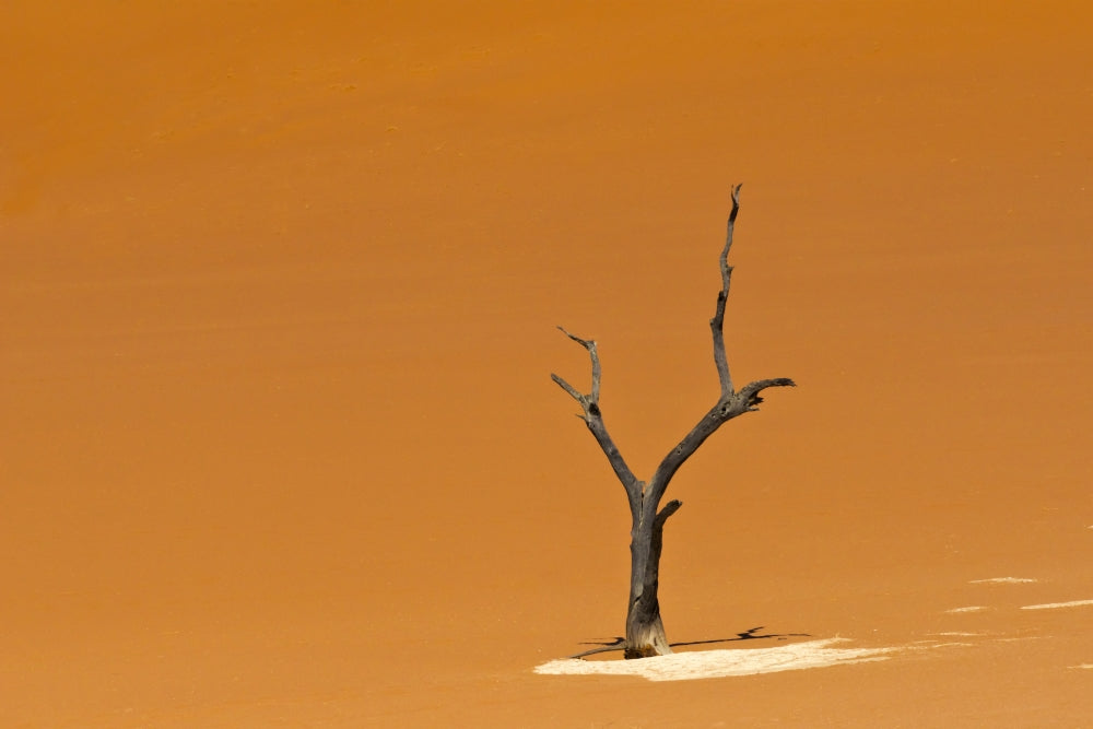 Dead Acacia Trees in Deadvlei, Sossusvlei - Stunning landscape poster print by Keren Su.