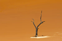 Dead Acacia Trees in Deadvlei, Sossusvlei - Stunning landscape poster print by Keren Su.