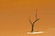 Dead Acacia Trees in Deadvlei, Sossusvlei - Stunning landscape poster print by Keren Su.