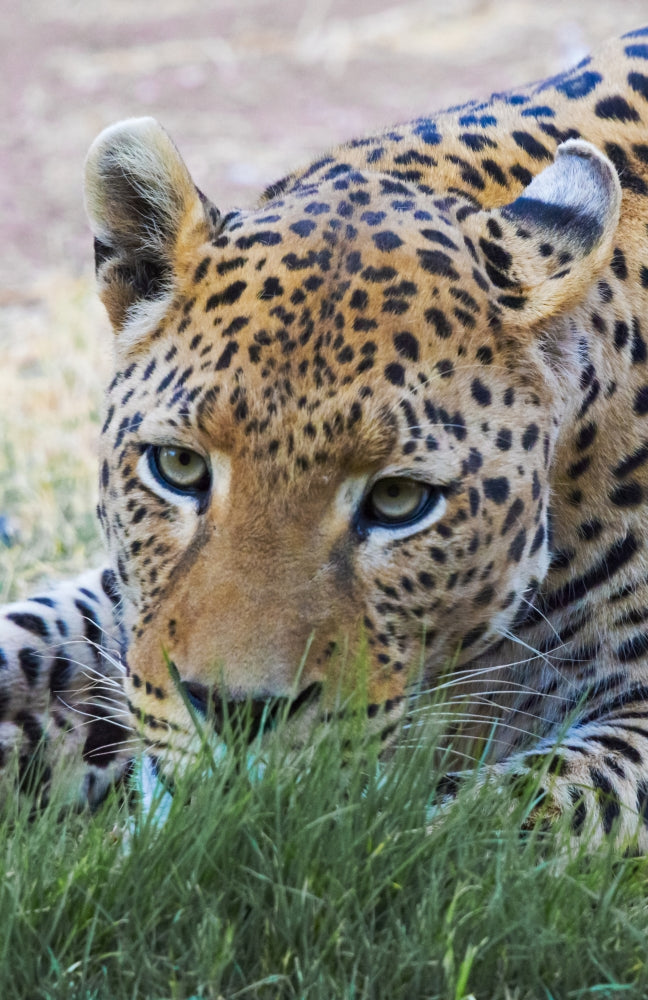 Leopard at Okonjima Nature Reserve Poster Print by Keren Su