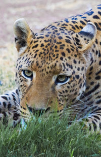 Leopard at Okonjima Nature Reserve Poster Print by Keren Su