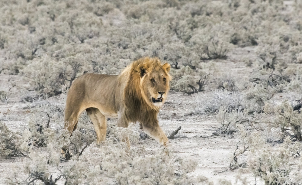 Lion in Etosha National Park poster print by Keren Su featuring a majestic lion in the wild.