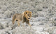 Lion in Etosha National Park poster print by Keren Su featuring a majestic lion in the wild.