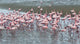 Flamingos at Walvis Bay in Namibia Poster Print by Keren Su