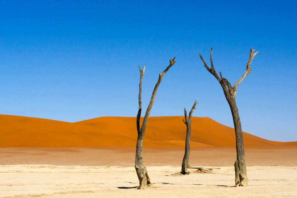 Dead Acacia Trees in Deadvlei, Sossusvlei, Namibia Poster Print by Keren Su