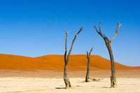 Dead Acacia Trees in Deadvlei, Sossusvlei, Namibia Poster Print by Keren Su