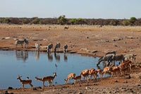 Black Faced Impala in Etosha National Park Poster Print by Kymri Wilt