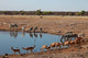 Black Faced Impala in Etosha National Park Poster Print by Kymri Wilt