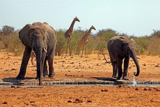 Elephants and Giraffes in Etosha, Namibia Poster Print by Kymri Wilt