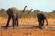 Elephants and Giraffes in Etosha, Namibia Poster Print by Kymri Wilt